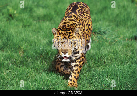 Jaguar, Panthera Onca Mann zu Fuß auf dem Rasen Stockfoto