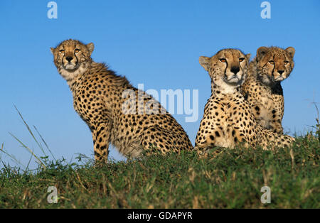 Gepard Acinonyx Jubatus, Mutter mit Jungtier, Kenia Stockfoto