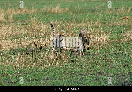 Gepard, Acinonyx Jubatus, Erwachsene Jagd Thomson es Gazelle, Masai Mara-Park in Kenia Stockfoto
