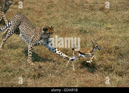 Gepard, Acinonyx Jubatus, Erwachsene Jagd ein Thomson es Gazelle, Masai Mara-Park in Kenia Stockfoto