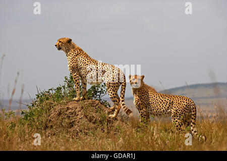 Gepard, Acinonyx Jubatus, Erwachsene auf Termitenhügel, Masai Mara-Park in Kenia Stockfoto