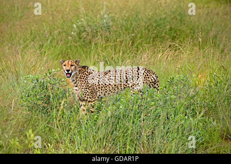 Gepard, Acinonyx Jubatus Erwachsener lange Grass, Namibia Stockfoto