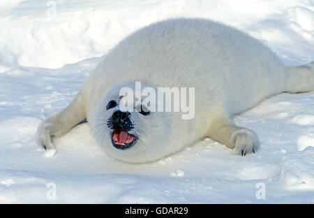 Harp Seal, Pagophilus Groenlandicus, Pup Handauflegen Eisscholle, Mutter, Magdalena Island in Kanada gefordert Stockfoto