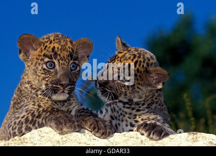 Leopard, Panthera Pardus, Jungtier auf Felsen Stockfoto
