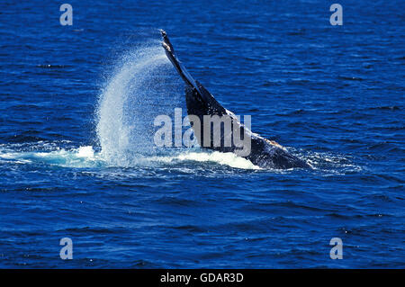 Buckelwal Impressionen Novaeangliae, LOB-TAILING Verhalten, schlagen TAIL gegen die Wasseroberfläche, ALASKA Stockfoto