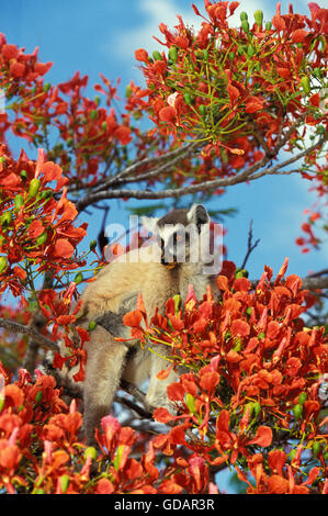 RING-TAILED LEMUR Lemur Catta, Erwachsene IN EXTRAVAGANTEN Baum Delonix Regia, Madagaskar Stockfoto