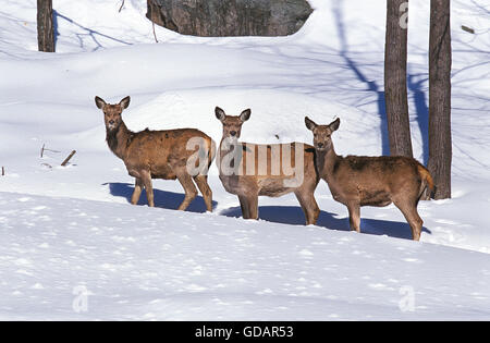 Rocky Mountain Elk oder Rocky-Mountain-Wapiti, Cervus Canadensis Nelsoni, Weibchen im Schnee, Yellowstone Park in Wyoming Stockfoto