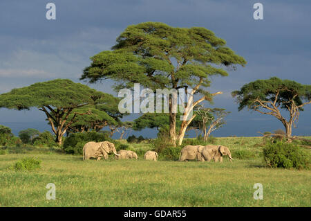 Afrikanischer Elefant, Loxodonta Africana, Herde, die zu Fuß durch Savanne, Kenia Stockfoto