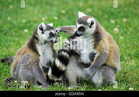 Katta Lemur Catta, Erwachsene sitzen Stockfoto