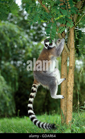 Ring-Tailed Lemur, Lemur Catta, Erwachsener Baum klettern Stockfoto