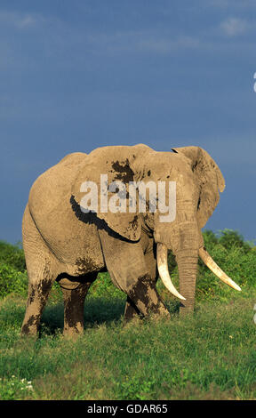 Afrikanischer Elefant Loxodonta Africana, alt Männlich, Kenia Stockfoto