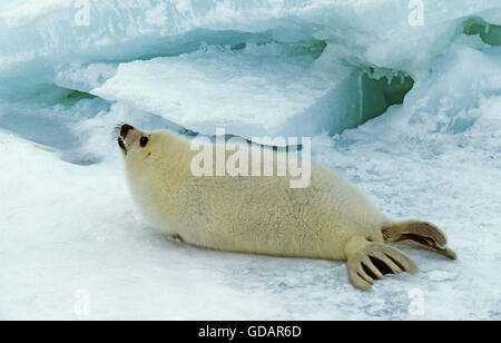 Harp Seal, Pagophilus Groenlandicus, Pup auf Eisfeld, Magdalena Island in Kanada Stockfoto