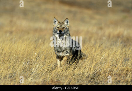 Coyote, Canis Latrans, Erwachsenen in langen Grass, Montana Stockfoto