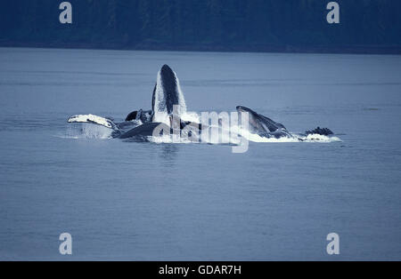 Humpack Wal, Impressionen Novaeangliae, Gruppe Bubble Net füttern, offenem Mund, Krill, Alaska zu fangen Stockfoto