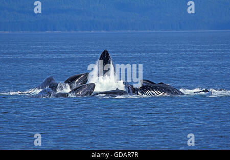 Humpack Wal, Impressionen Novaeangliae, Gruppe Bubble Net füttern, offenem Mund, Krill, Alaska zu fangen Stockfoto