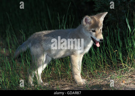 COYOTE Canis Latrans, Welpen, MONTANA Stockfoto