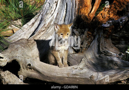 Coyote, Canis Latrans, Pup auf Lager, Montana Stockfoto