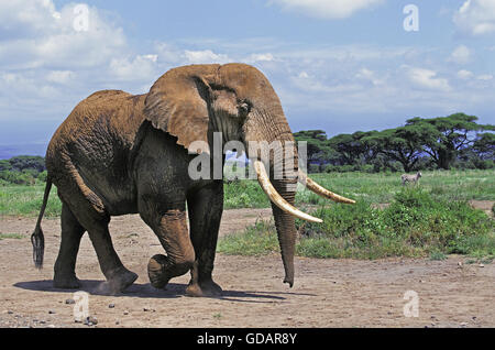 Afrikanischer Elefant, Loxodonta Africana, Erwachsene im Amboseli Park, Kenia Stockfoto