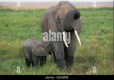 Afrikanischer Elefant, Loxodonta Africana, weiblich mit Kalb saugen, Masai Mara-Park in Kenia Stockfoto