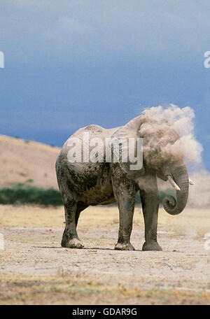 Afrikanischer Elefant, Loxodonta Africana, Erwachsenen Staub Bad, Amboseli Park in Kenia Stockfoto