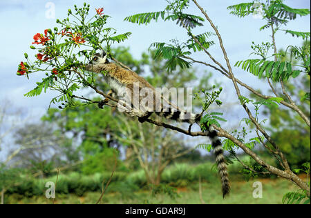 RING-TAILED LEMUR Lemur Catta, Erwachsene auf der Suche für Essen IN EXTRAVAGANTEN Baum, Madagaskar Stockfoto