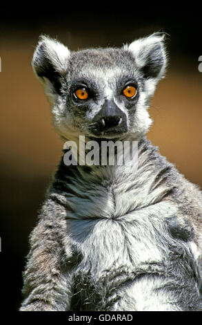 Ring-Tailed Lemur, Lemur Catta, Porträt von Erwachsenen Stockfoto