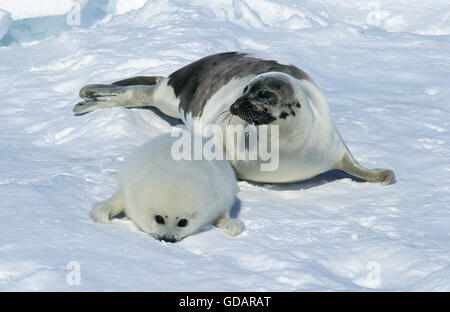 HARP SEAL Pagophilus Groenlandicus, Mutter und Welpen ON ICE FIELD, MAGDALENA ISLAND IN Kanada Stockfoto