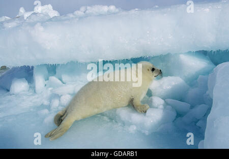 HARP SEAL Pagophilus Groenlandicus, PUP ON ICE FIELD, MAGDALENA ISLAND IN Kanada Stockfoto