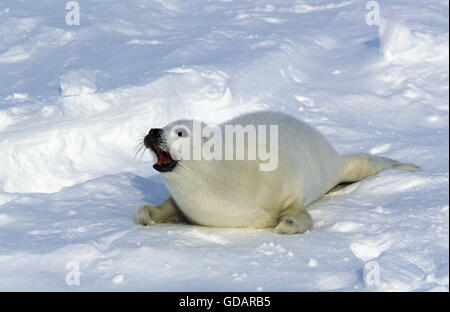 HARP SEAL Pagophilus Groenlandicus, PUP Aufruf für Mutter ON ICE FIELD, MAGDALENA ISLAND IN Kanada Stockfoto