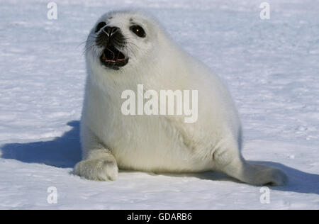 HARP SEAL Pagophilus Groenlandicus, PUP Aufruf für Mutter ON ICE FIELD, MAGDALENA ISLAND IN Kanada Stockfoto