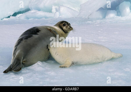 Harp Seal, Pagophilus Groenlandicus, Mutter mit Welpen saugen, Magdalena Island in Kanada Stockfoto