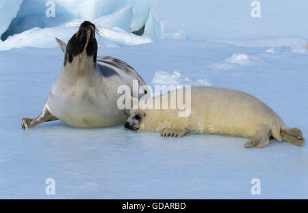 Harp Seal, Pagophilus Groenlandicus, Mutter mit Welpe auf Eisfeld, Magdalena Island in Kanada Stockfoto