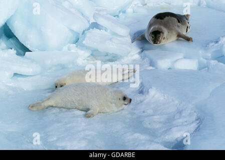 HARP SEAL Pagophilus Groenlandicus, weibliche mit PUP, MAGDALENA ISLAND IN Kanada Stockfoto