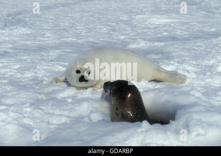 Harp Seal, Pagophilus Groenlandicus, Weibchen mit Welpe auf Eisfeld, Magdalena Island in Kanada Stockfoto