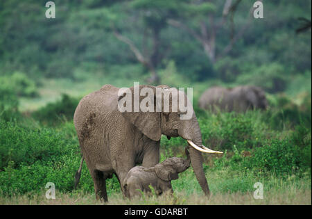 Afrikanischer Elefant Loxodonta Africana, Mutter mit Kalb, Kenia Stockfoto