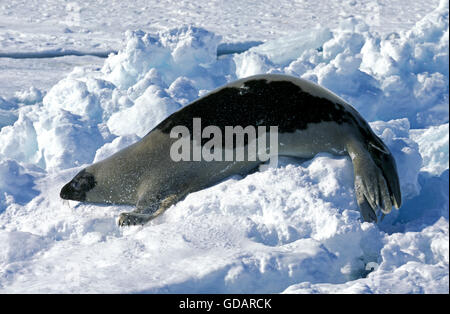 Harp Seal, Pagophilus Groenlandicus, Erwachsene auf Eisscholle, Magdalena Island in Kanada Stockfoto