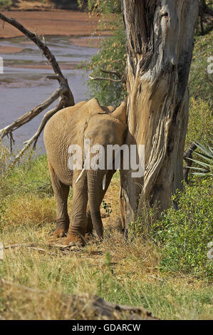 Afrikanischer Elefant, Loxodonta Africana, Erwachsene kratzen am Baum, Samburu Park in Kenia Stockfoto