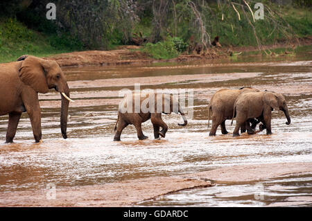 Afrikanischer Elefant, Loxodonta Africana, Gruppe Fluss, Samburu Park in Kenia Stockfoto