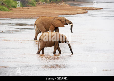 Afrikanischer Elefant, Loxodonta Africana, Erwachsene über Fluss, Samburu Park in Kenia Stockfoto