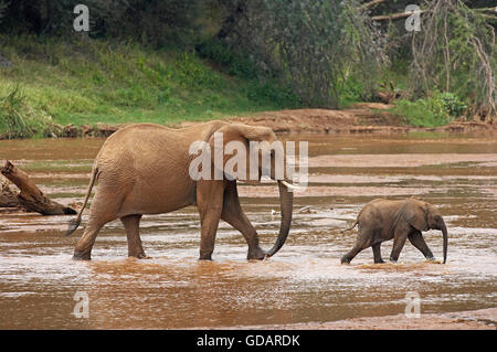 Afrikanischer Elefant Loxodonta Africana, Mutter mit jungen Kreuzung Fluß, MASAI MARA PARK IN Kenia Stockfoto