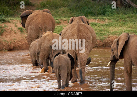 Afrikanischer Elefant, Loxodonta Africana, Herde Kreuzung River, Samburu Park in Kenia Stockfoto