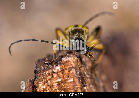 Spotted Longhorn Beetle (Rutpela Maculata) putzen. Gelb-schwarzes Insekt in Familie Cerambycidae, bemerkenswert für lange Fühler Stockfoto