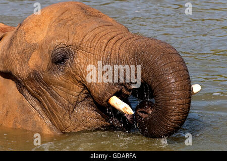 Afrikanischer Elefant, Loxodonta Africana, Erwachsene mit Bad im Fluss Stockfoto