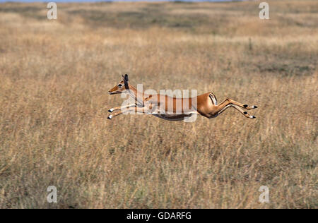 Impala, Aepyceros Melampus, Weiblich, ausgeführt durch Savanne, Masai Mara-Park in Kenia Stockfoto