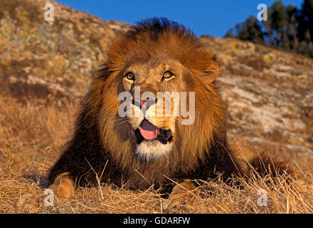 African Lion, Panthera Leo, männlich mit Baldini Mähne Stockfoto