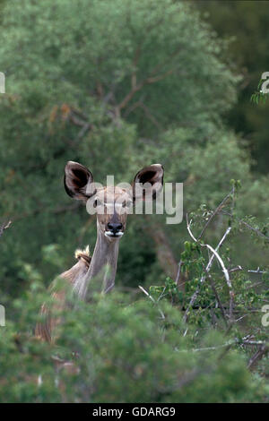 Große Kudu, Tragelaphus Strepsiceros, Leiter des weiblichen entstehende Bush, Samburu Park in Kenia Stockfoto