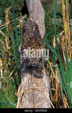 Leoparden Panthera Pardus, CUB WALKING ON BRANCH Stockfoto