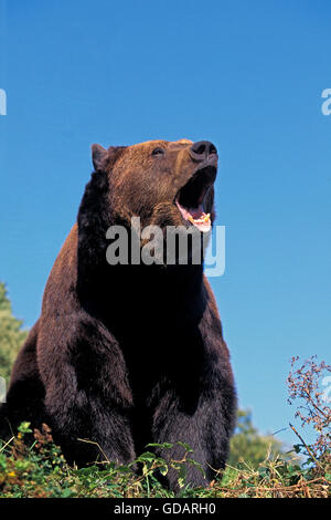 Braunbär Ursus Arctos, Erwachsene mit offenem Mund, schreien Stockfoto