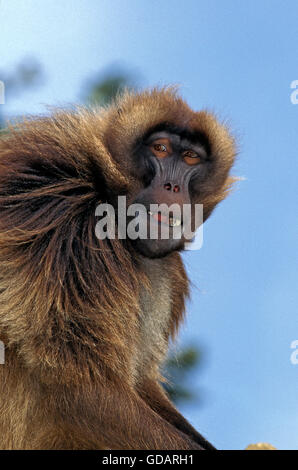 GELADA Pavian Theropithecus Gelada, Porträt von männlichen Stockfoto