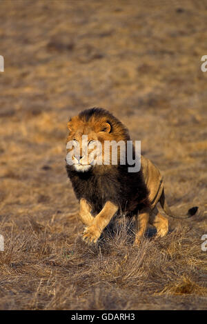 AFRIKANISCHER Löwe Panthera Leo, männliche ausgeführt durch SAVANNAH Stockfoto